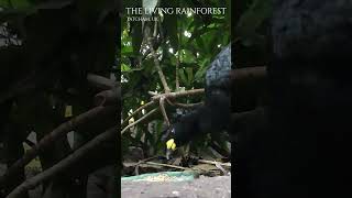 YellowKnobbed Curassow livingrainforest [upl. by Culbertson330]