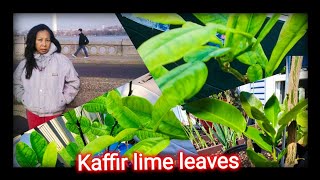 Ep54 My trick and trip how to take Care Kaffir lime leaves tree [upl. by Bigelow]