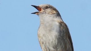 Dunnock Song  Hedge Sparrow [upl. by Hebner]