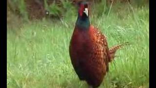 Philip the friendly pheasant [upl. by Turley]