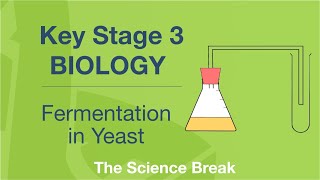 Key Stage 3 Science Biology  Fermentation in Yeast [upl. by Ashien]