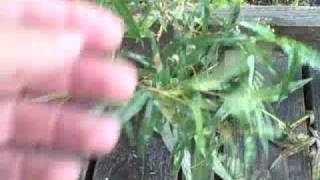 EatTheWeeds Episode 90 Smartweed Knotweed [upl. by Anairam]