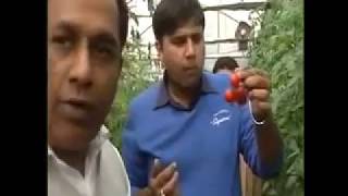 Soilless farming 25 kg of tomatoes per plant [upl. by Eive619]