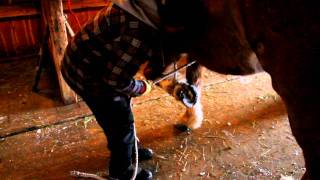 How to tie a horse hoof for your ferrier [upl. by Airbmak]