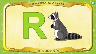 Multipédia des animaux  La lettre R  le Raton [upl. by Ynnub]