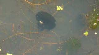 Great Ramshorn Snail Planorbarius corneus  Brighton September 2024 [upl. by Eeima]