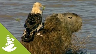 Capybaras the largest rodents in the world [upl. by Bren]