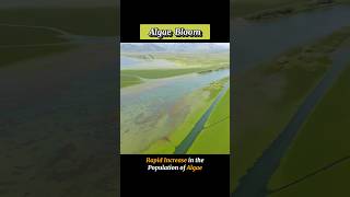 ALGAE BLOOM  algaebloom  WHAT IS ALGAE BLOOM shortsviraltrending [upl. by Llenrad479]