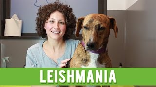 Leishmaniosis En Perros  Leishmania Canina [upl. by Hodess]