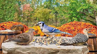 🔴247 LIVE Birds Chipmunks Squirrel 🍁 Fall Edition Bird Videos for Cats [upl. by Ardnekan670]