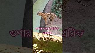 Royal bengal tiger 🐅  Tumi ekbar Jodi dako tiger love bengali [upl. by Carita]