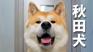 AKITA INU  Japanese Dog Living In Germany  A Day In The Life Of Yuki  秋田犬 [upl. by Tenaej]