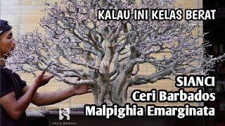 BONSAI SIANCI KELAS BERAT Ceri Barbados Malpighia Emarginata Mr Reza [upl. by Aicinet460]