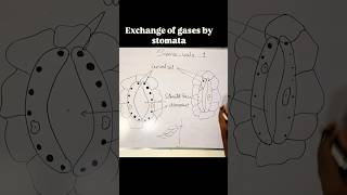 Functioning of stomata science education reel shorts [upl. by Berry321]