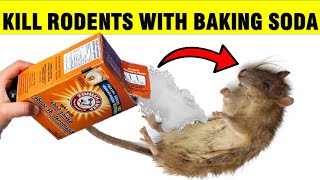 How To Kill Mice amp Rats RODENTS with Baking Soda [upl. by Slack92]