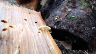 Woodworm larvae up close [upl. by Nonnahsal]