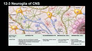 Neuroglia [upl. by Ahsimat]