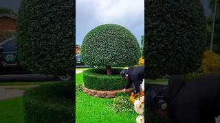 This guy cut the grass PT3 shorts youtubeshorts shortsfeed viralvideo viralshort [upl. by Avraham]