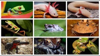 10 Anfibios mas hermosos del mundo CUARTO DE REPTILES [upl. by Ignatius]