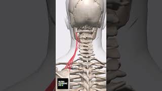 Levator Scapulae Muscle ultraextremefit anatomy neck neckpain muscles [upl. by Niel]