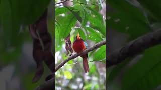 💚 Yellow billed jacamar 💚 [upl. by Alano]