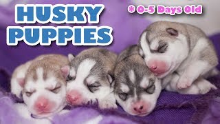 Husky Puppies newborn  SUPER CUTE 🐺😂 [upl. by Tobe]