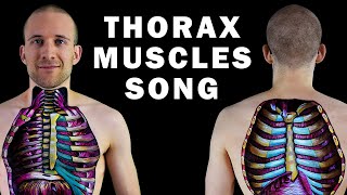 THE THORAX MUSCLE SONG [upl. by Yattirb]