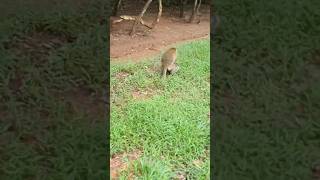 Wildlife Monkey in Mohanokor troop wildmonkeys shortsvideo wildanimal [upl. by Kinchen865]