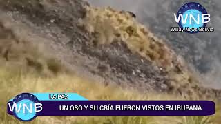 un oso y su cría fueron vistos paseando en Irupana [upl. by Elraet143]