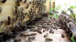 mudsongsorg Moving a Langstroth Honey Bee Hive [upl. by Ilario756]