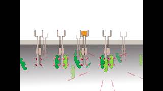 Cell Signaling Tyrosine Kinase receptors [upl. by Eradis]