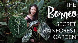 Borneo SECRET RAINFOREST Private Garden  8 Creative Tropical Garden Design Tips [upl. by Fife]