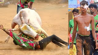 Sivaganga Vadamadu Manjuvirattu 2023 Videos  சிவகங்கை வடமாடு மஞ்சுவிரட்டு 2023 Videos [upl. by Zischke]