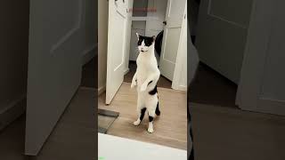 Funny Cats 2025 🐕 funny cats compilation 😼 lifeandcats 5536 [upl. by Ralyt]