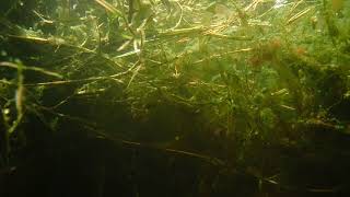 Gambusia holbrooki outside in garden pond [upl. by Anyad]