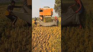 combine combineharvester harvester farming trending shorts [upl. by Solotsopa]