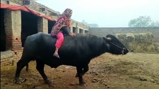 Bhains ke upar baithana mahanga Pad Gayanasreen village vlogs [upl. by Dugald]