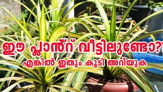 Ribbon PlantSpider Plant നട്ടിട്ടുണ്ടോ എങ്കിൽ ഇത് ശ്രദ്ധിക്കൂPandanus Plant Grow and Maintenance [upl. by Nahtanoy573]