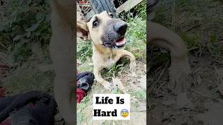 Again Rabies Infected Dog 😱  minivlog [upl. by Soni]