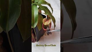 Feeding my Nepenthes a beautiful Moth 🦋 nepenthesplant pitcherplants carnivorousplants nepenthes [upl. by Elrebmik]