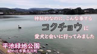 神秘的なのにこんな事するコクチョウに愛犬と会いに行ってきました 紀の川市平池緑地公園 [upl. by Aynatan]