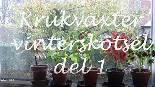 Krukväxter vinterskötsel del 1 [upl. by Niall]