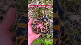 Beautiful yellow orange hognose snake  shorts snake trending [upl. by Iman]