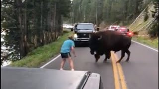 The Most GRUESOME Bison Attack Ever Recorded [upl. by Nnyleahs]