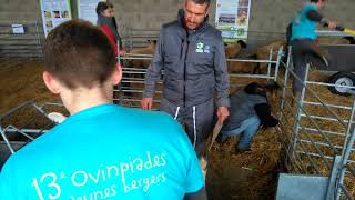 Landes les Ovimpiades au lycée HectorSerres [upl. by Eibrad]