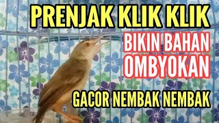 Jangan kaget CIWAH bahan ombyokan cepat gacor nembak setelah dimasterin ini [upl. by Ahsilam]