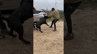 Testing bite Force of a BOERBOEL 😱 boerboel protectiondog dogtraining [upl. by Efioa165]