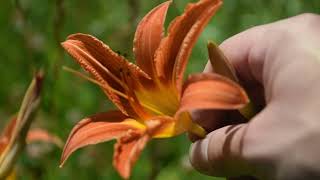 How To Identify Orange DayLily Hemerocallis fulva [upl. by Arlyn594]