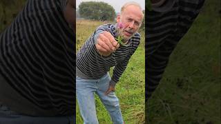 Red Clover trefolium pratense herbs foraging meadow permaculture gardening adventure nature [upl. by Kcirrez554]