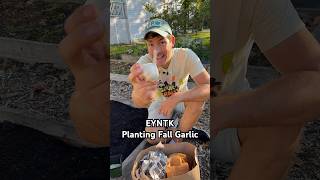 Everything You Need To Know About Planting Fall Garlic shorts gardening [upl. by Fraase496]